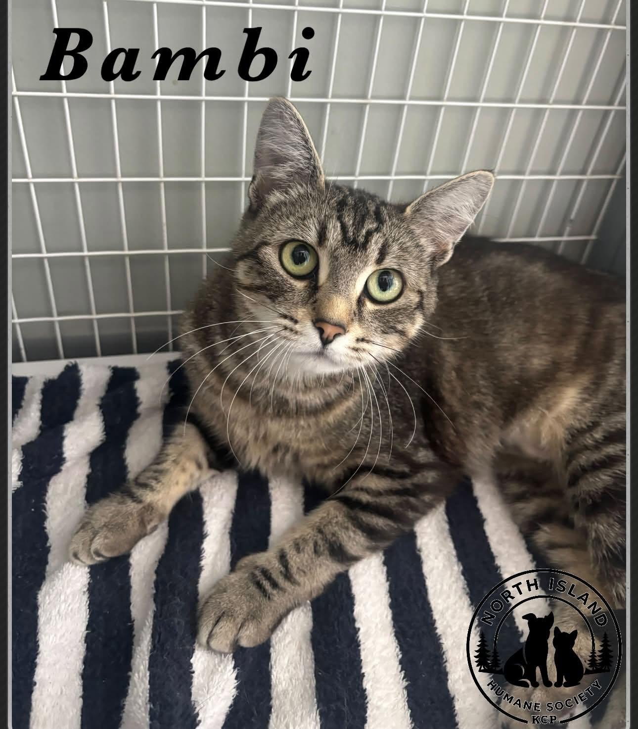 Bambi, ADOPTABLE, Young Female Domestic Short Hair.