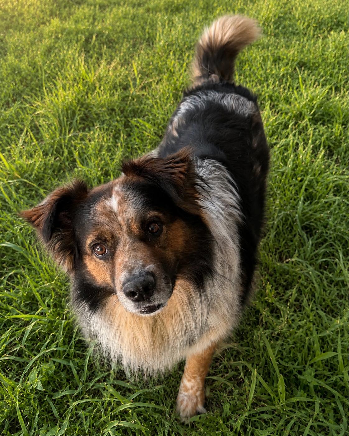 Scampi, Adoptable, Adult Male Border Collie.