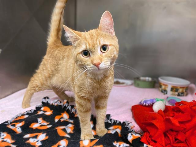 COOPER, Adoptable, Young Male Domestic Short Hair.