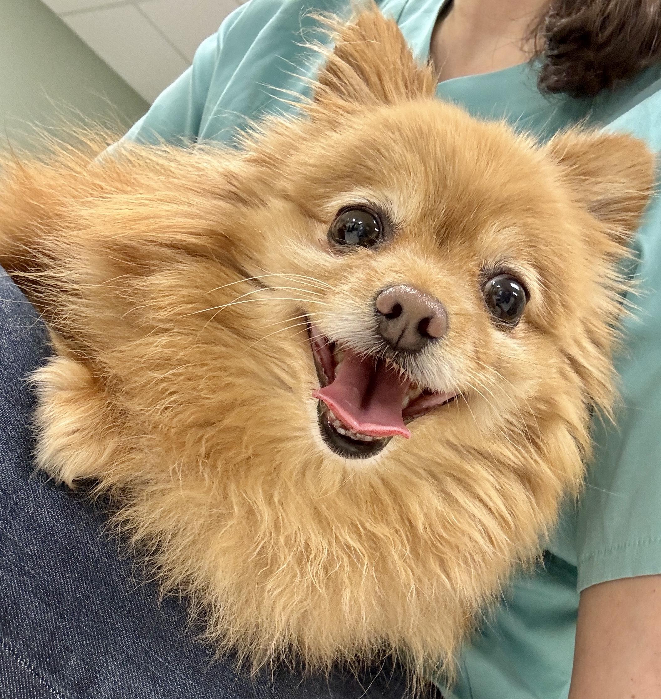 Enlarge Sienna, a ADOPTABLE Pomeranian in Atlanta, GA image 1/5