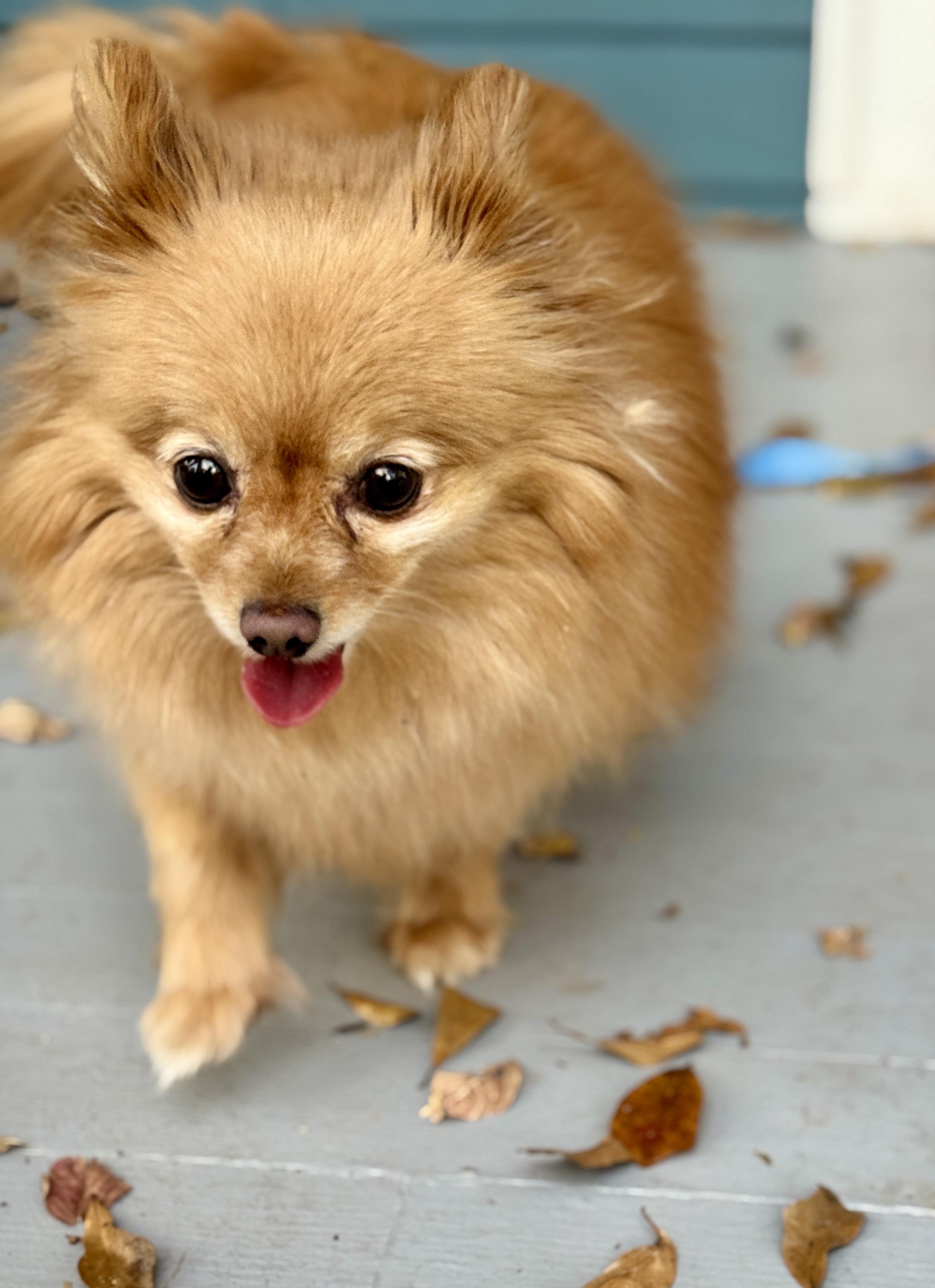 Enlarge Sienna, a ADOPTABLE Pomeranian in Atlanta, GA image 2/5