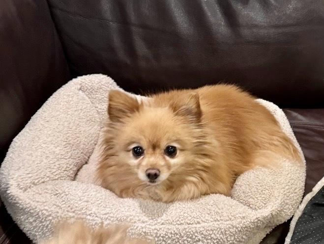 Enlarge Sienna, a ADOPTABLE Pomeranian in Atlanta, GA image 3/5