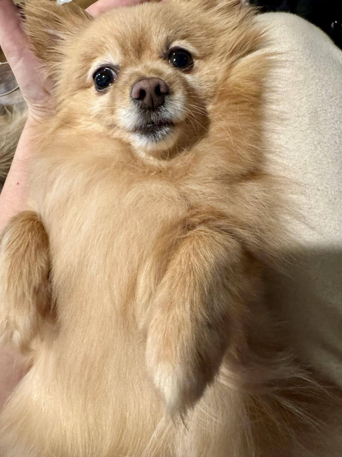 Enlarge Sienna, a ADOPTABLE Pomeranian in Atlanta, GA image 4/5