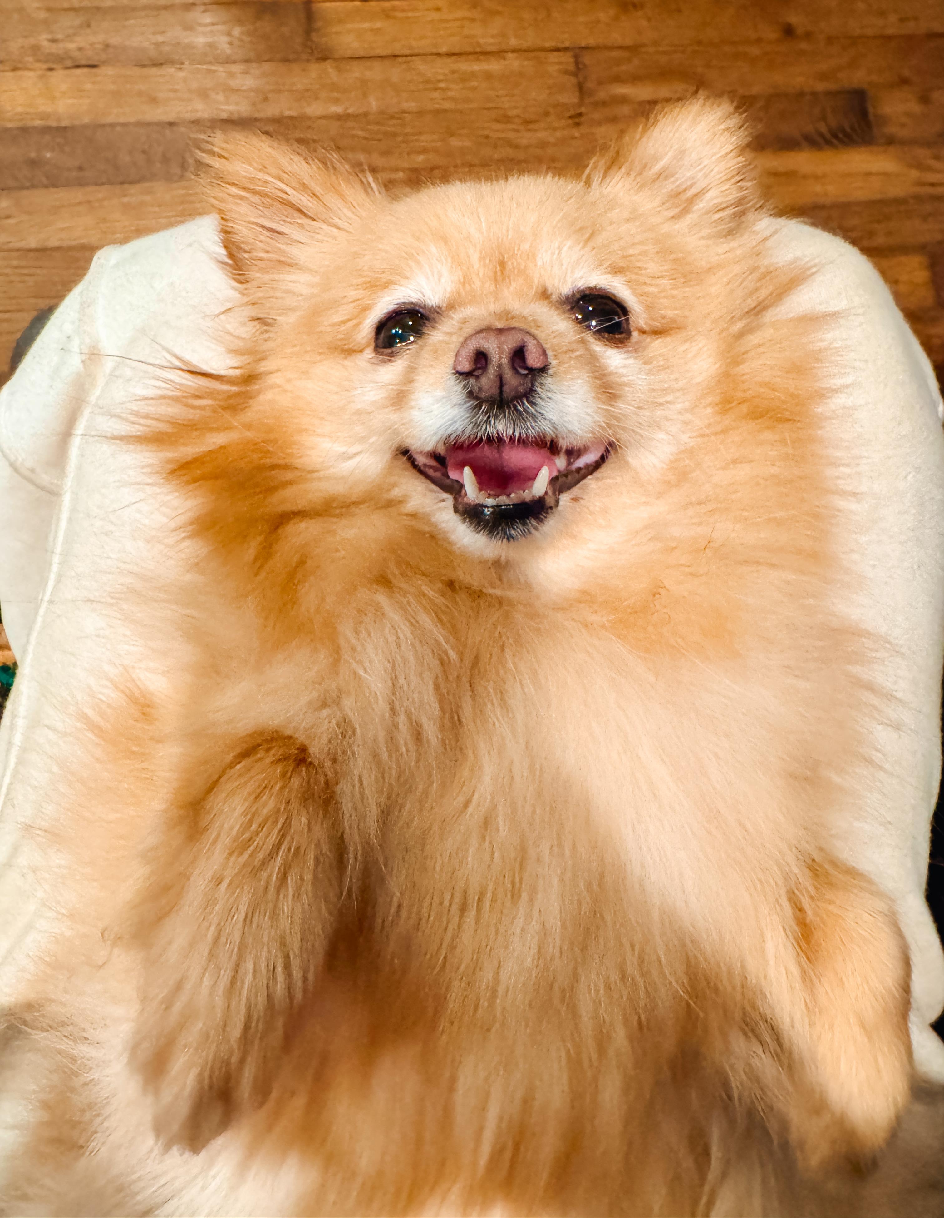 Enlarge Sienna, a ADOPTABLE Pomeranian in Atlanta, GA image 5/5