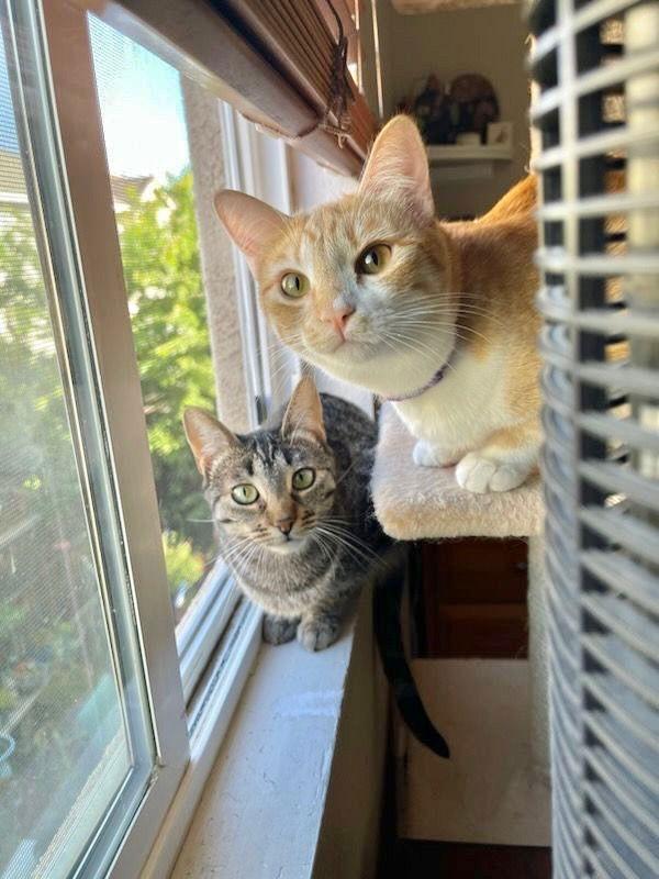 Parker and Echo, Adoptable, Kitten Female Tabby.