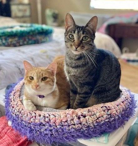 Parker and Echo, a Adoptable Tabby in Walnut Creek, CA image 2/3