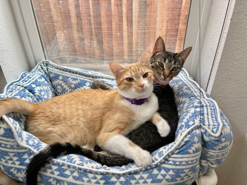 Parker and Echo, a Adoptable Tabby in Walnut Creek, CA image 3/3