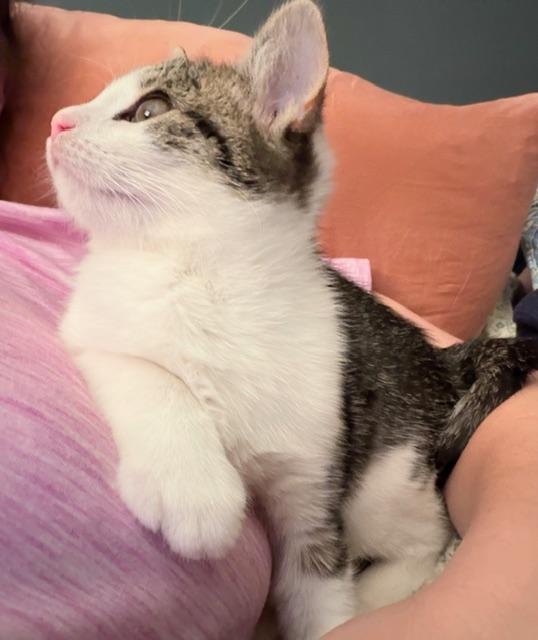 Enlarge Olive, an adopted Domestic Short Hair in Roachdale, IN image 2/3