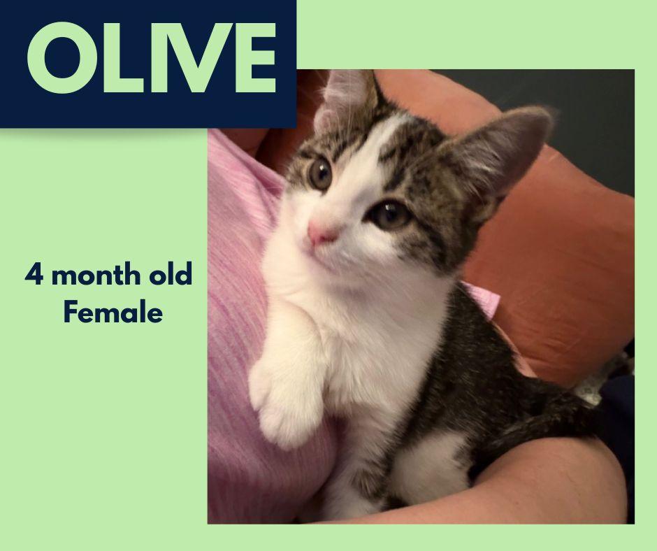 Enlarge Olive, an adopted Domestic Short Hair in Roachdale, IN image 1/3