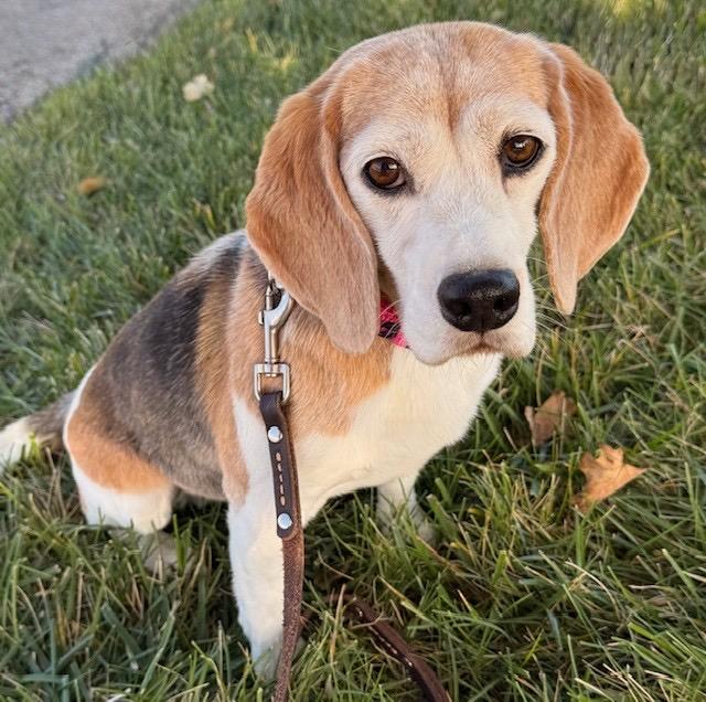 Enlarge Melanie, a Adoptable Beagle in Saint Louis, MO image 1/2