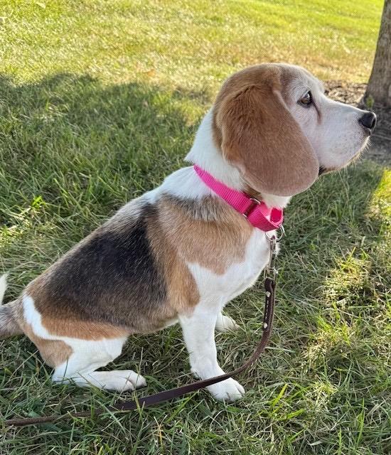 Enlarge Melanie, a Adoptable Beagle in Saint Louis, MO image 2/2