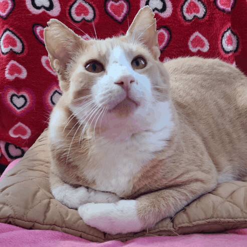 Beau (FIV+), Adoptable, Adult Male Domestic Short Hair.