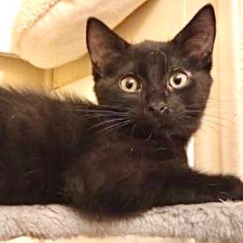Enlarge Onyx, a Adoptable Domestic Short Hair in Los Angeles, CA image 1/1