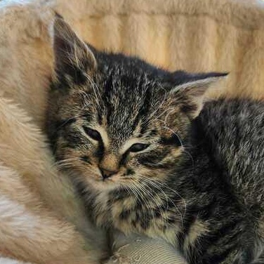 Dublin, ADOPTABLE, Kitten Female Domestic Medium Hair.