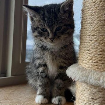 Enlarge Dublin, a ADOPTABLE Domestic Medium Hair in Driggs, ID image 2/4