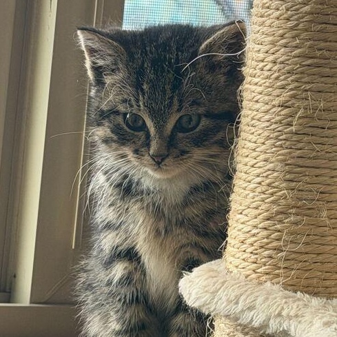 Enlarge Dublin, a ADOPTABLE Domestic Medium Hair in Driggs, ID image 3/4