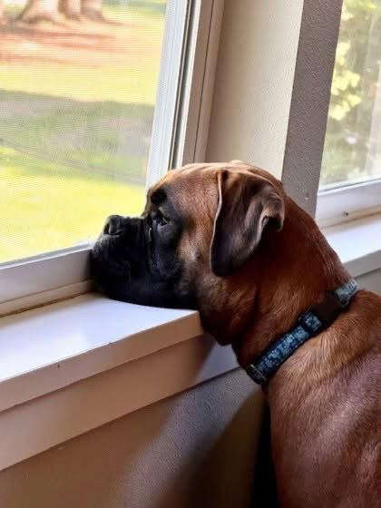 Dave, Adopted, Young Male Boxer.