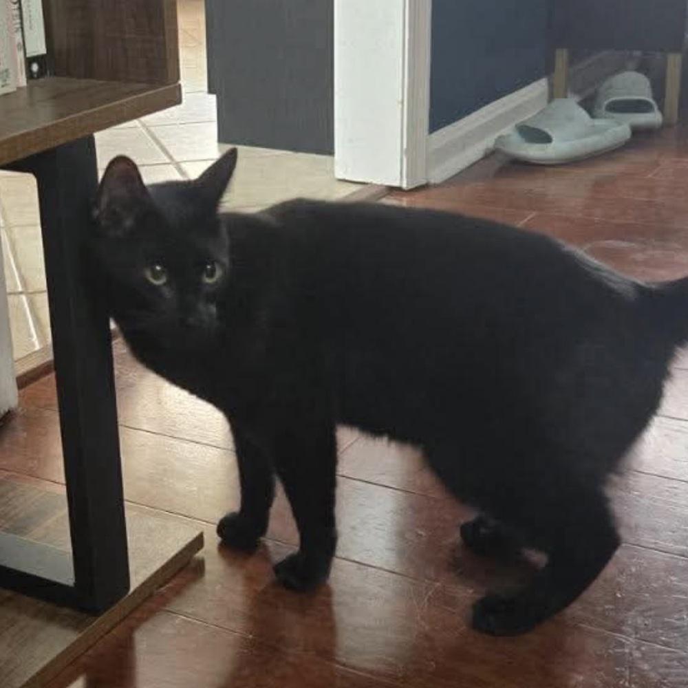 Soot, a Adoptable mixed breed in WARNER ROBINS, GA image 2/6