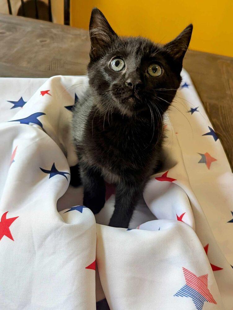 Soot, a Adoptable mixed breed in WARNER ROBINS, GA image 2/4