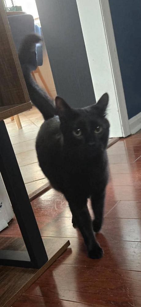 Soot, a Adoptable mixed breed in WARNER ROBINS, GA image 3/6
