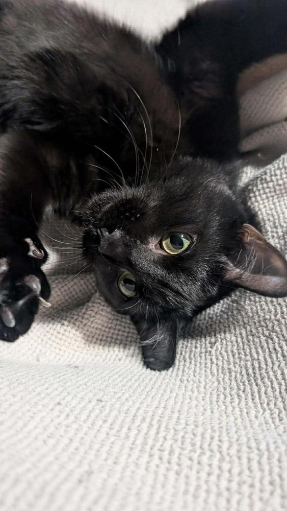 Soot, a Adoptable mixed breed in WARNER ROBINS, GA image 3/4