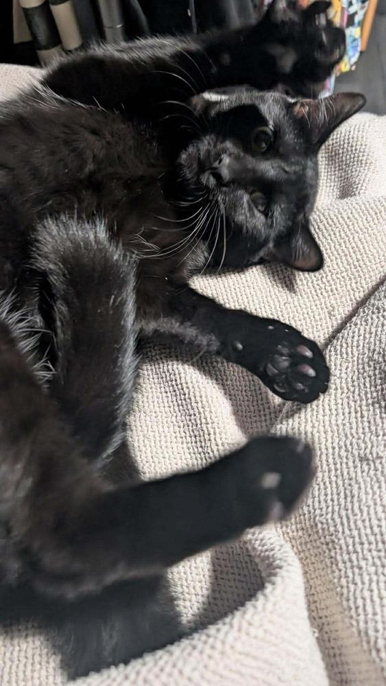 Enlarge Soot, a Adoptable mixed breed in WARNER ROBINS, GA image 4/6