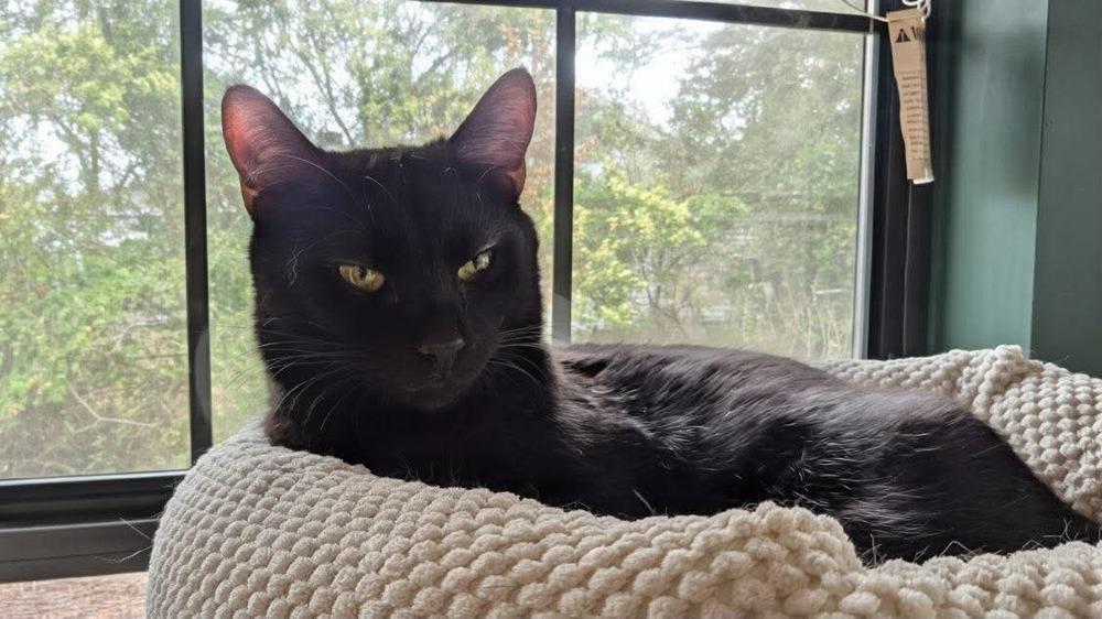 Soot, a Adoptable mixed breed in WARNER ROBINS, GA image 5/6