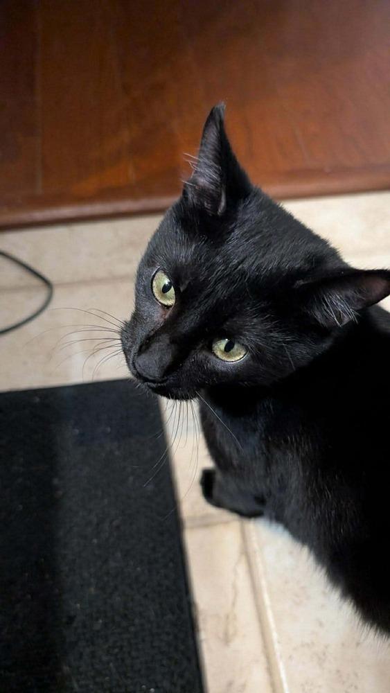 Soot, a Adoptable mixed breed in WARNER ROBINS, GA image 4/4