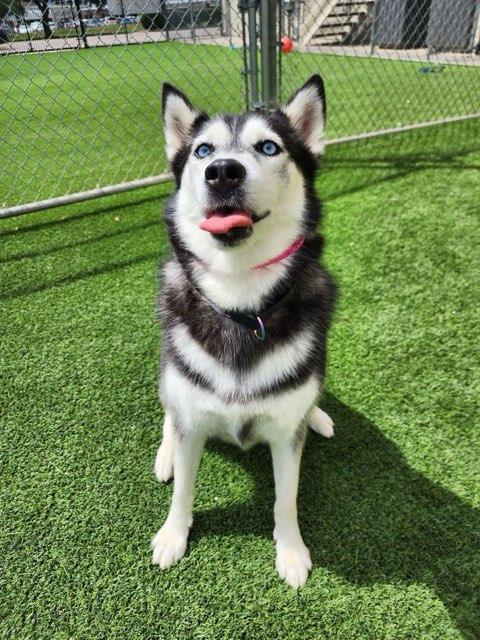 Enlarge Axel and Canada : Bonded Tragic Pair, a Adoptable mixed breed in Chicago , IL image 2/6