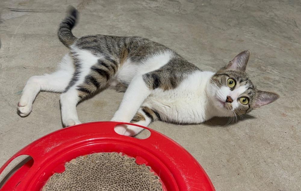 Summer 2467, Adoptable, Young Female Domestic Short Hair.