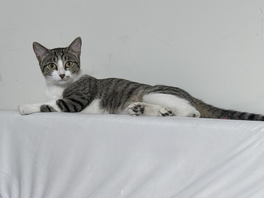 Enlarge Summer 2467, a Adoptable Domestic Short Hair in Dallas, TX image 2/5