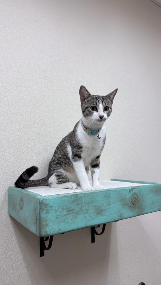 Enlarge Summer 2467, a Adoptable Domestic Short Hair in Dallas, TX image 3/5