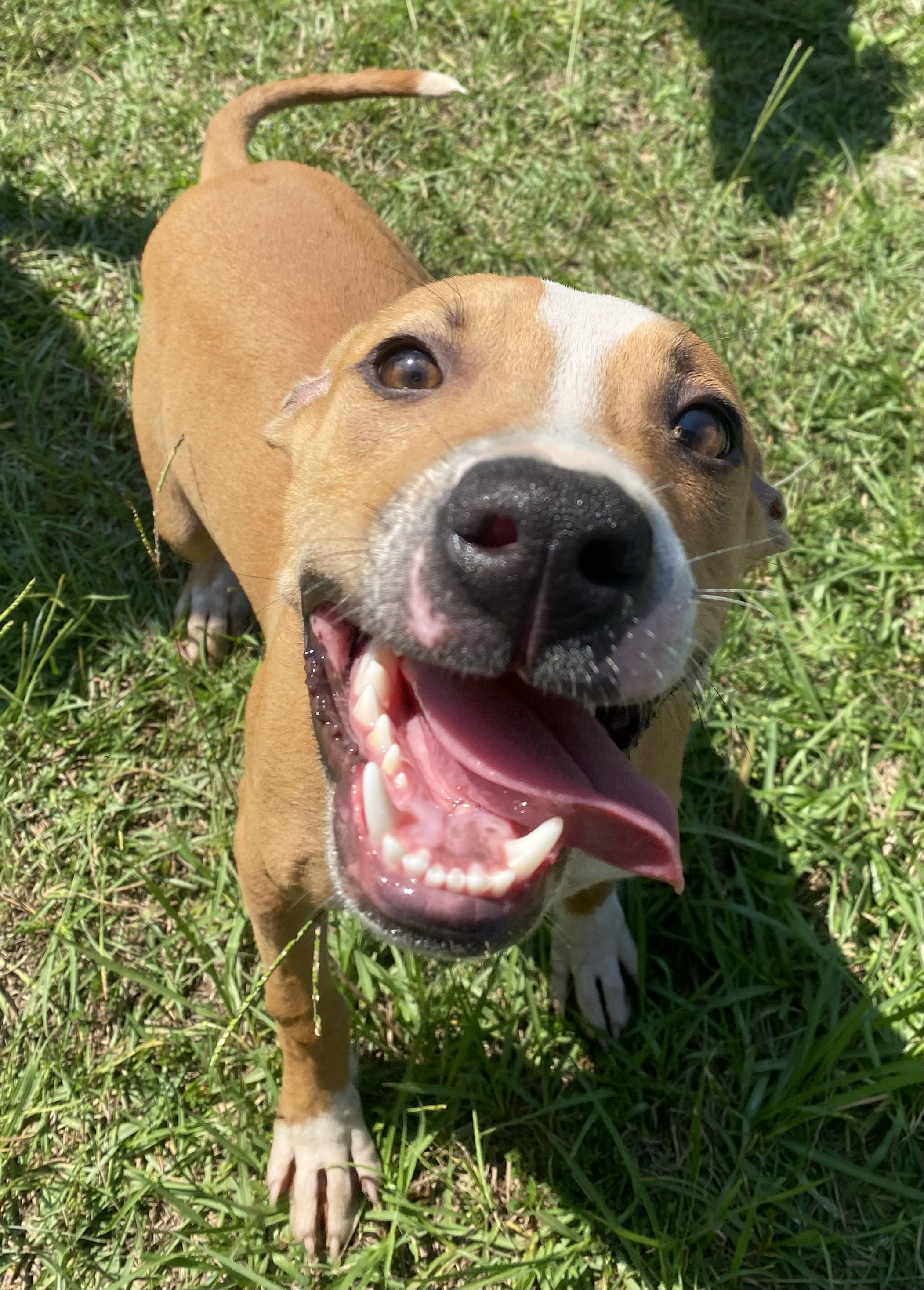 Dog for adoption Dakota, an American Staffordshire Terrier Mix in