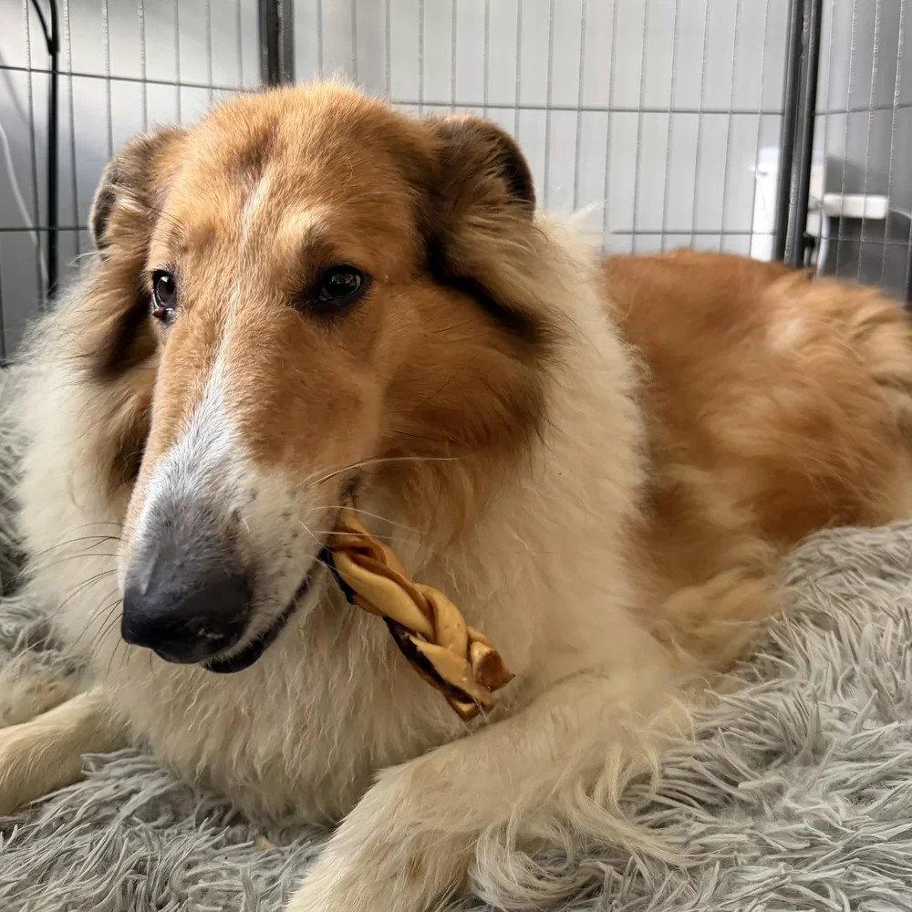 Enlarge Daisy, a Adoptable Collie in Dublin, OH image 1/2
