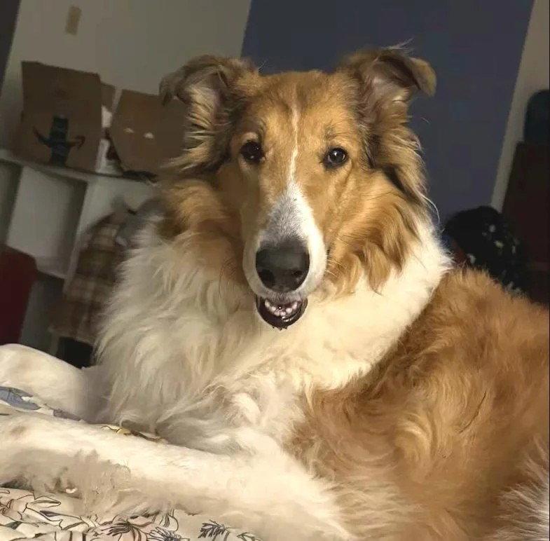 Enlarge Daisy, a Adoptable Collie in Dublin, OH image 2/2
