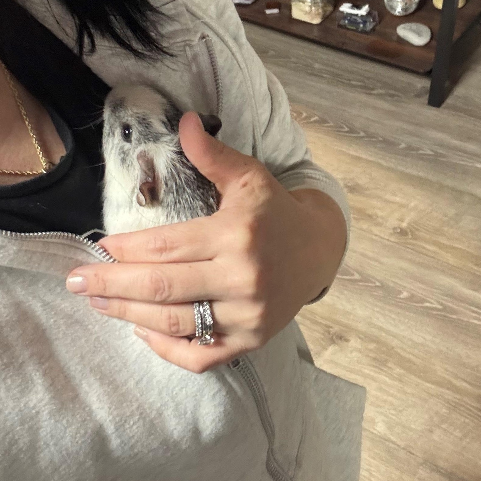 Enlarge NOT AT THE SHELTER: Reef & Arnold (Courtesy Listing), a ADOPTABLE Guinea Pig in New Rochelle, NY image 3/3