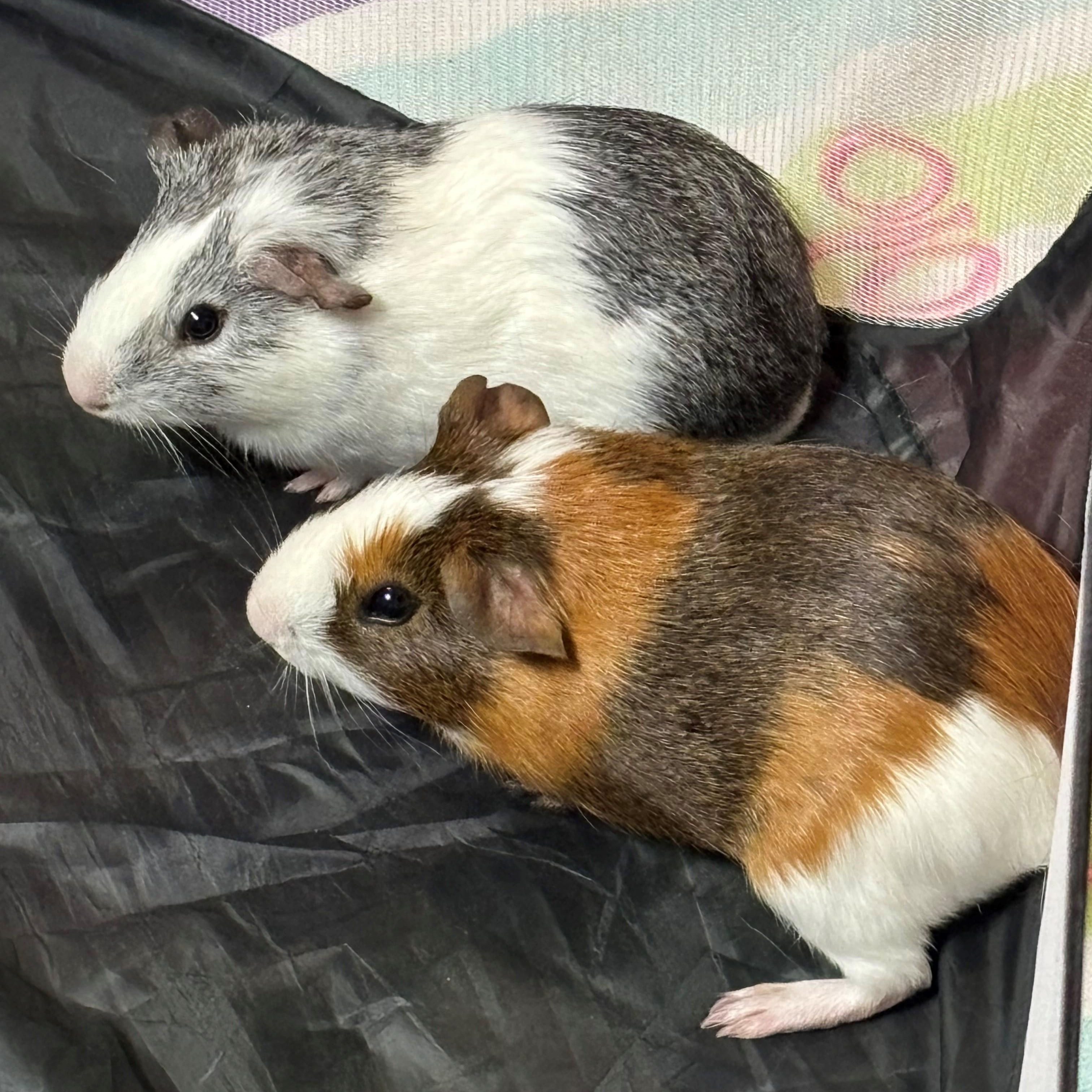 NOT AT THE SHELTER: Reef & Arnold (Courtesy Listing), ADOPTABLE, Adult Male Guinea Pig.