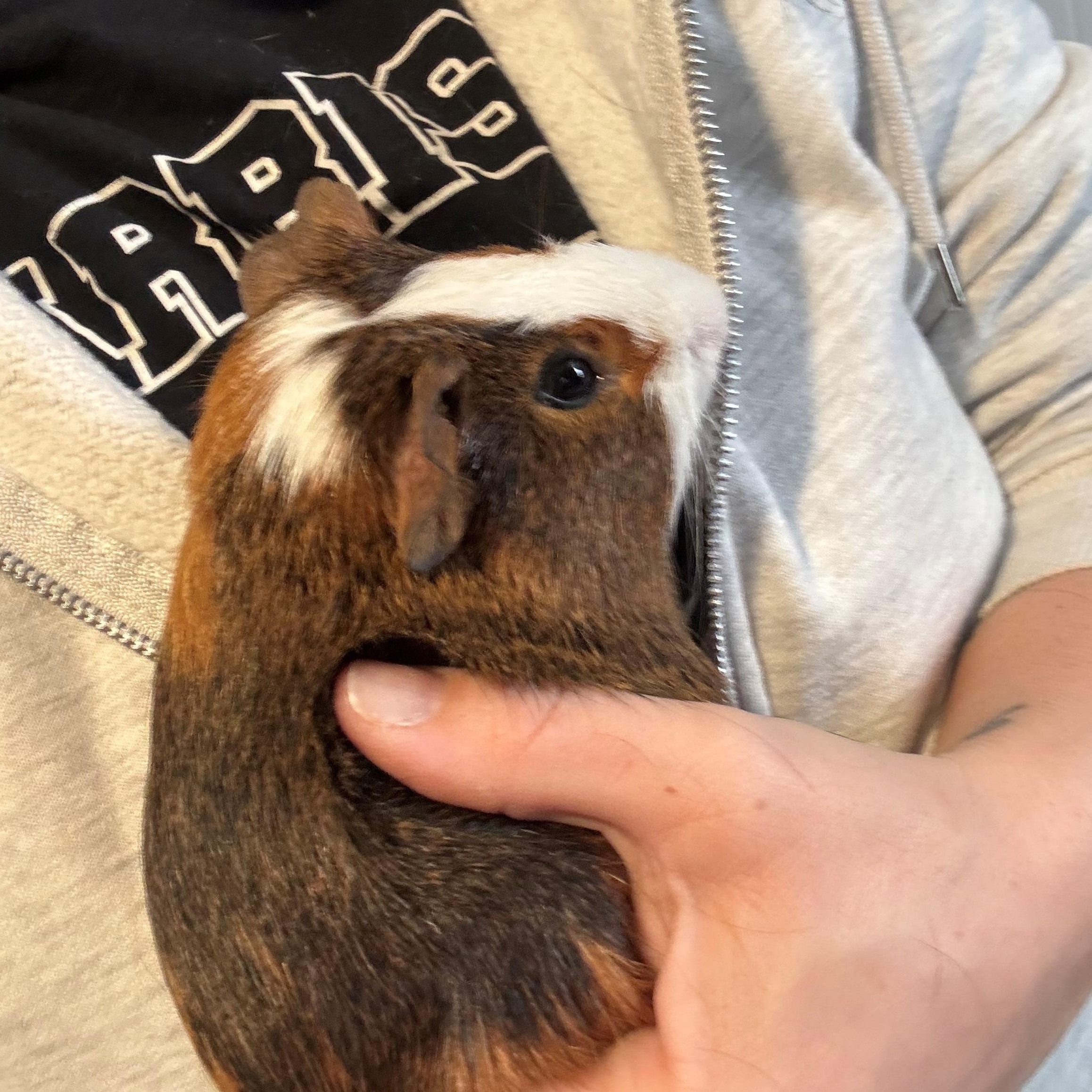 Enlarge NOT AT THE SHELTER: Reef & Arnold (Courtesy Listing), a ADOPTABLE Guinea Pig in New Rochelle, NY image 2/3