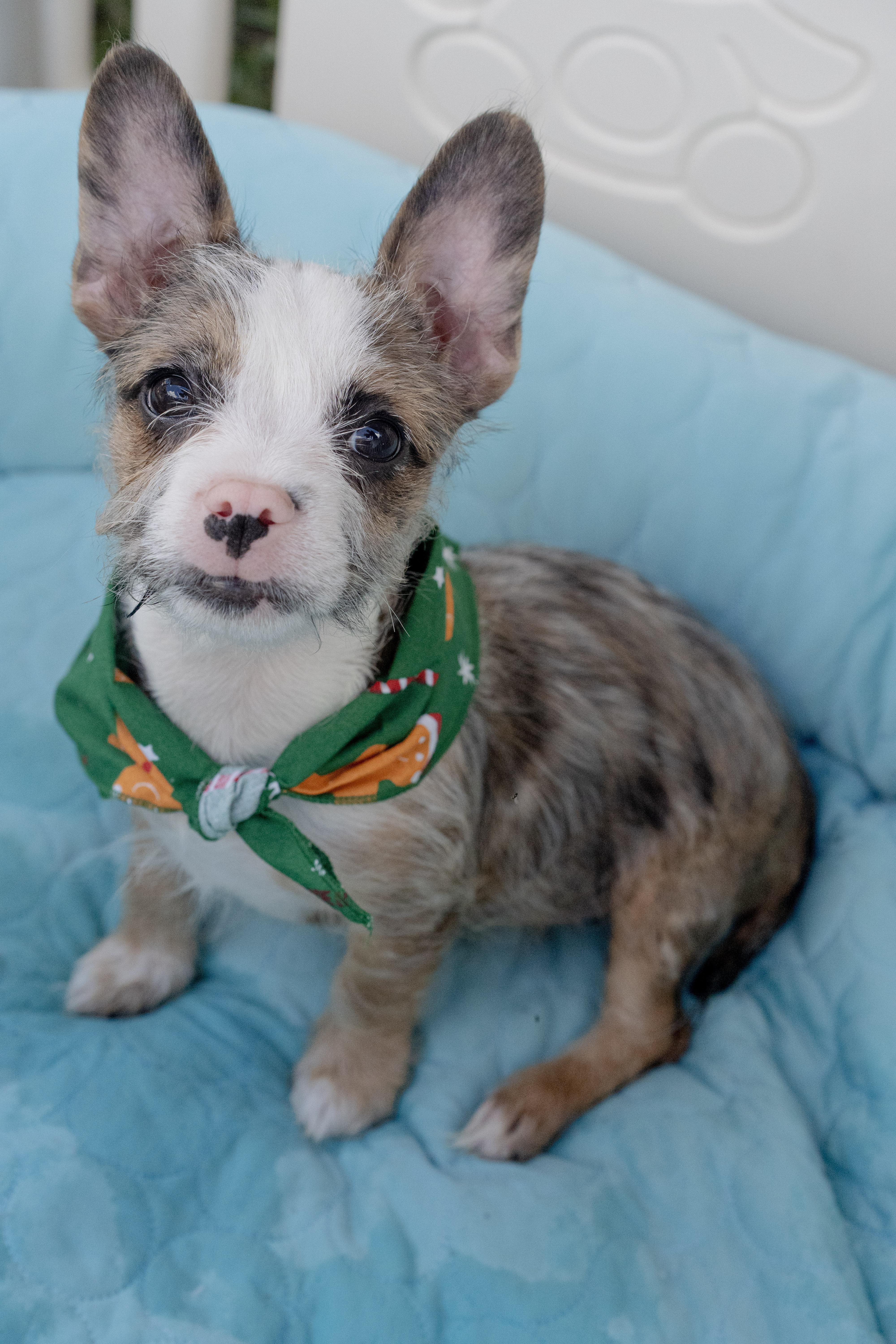 Latte, a Adoptable mixed breed image 2/3