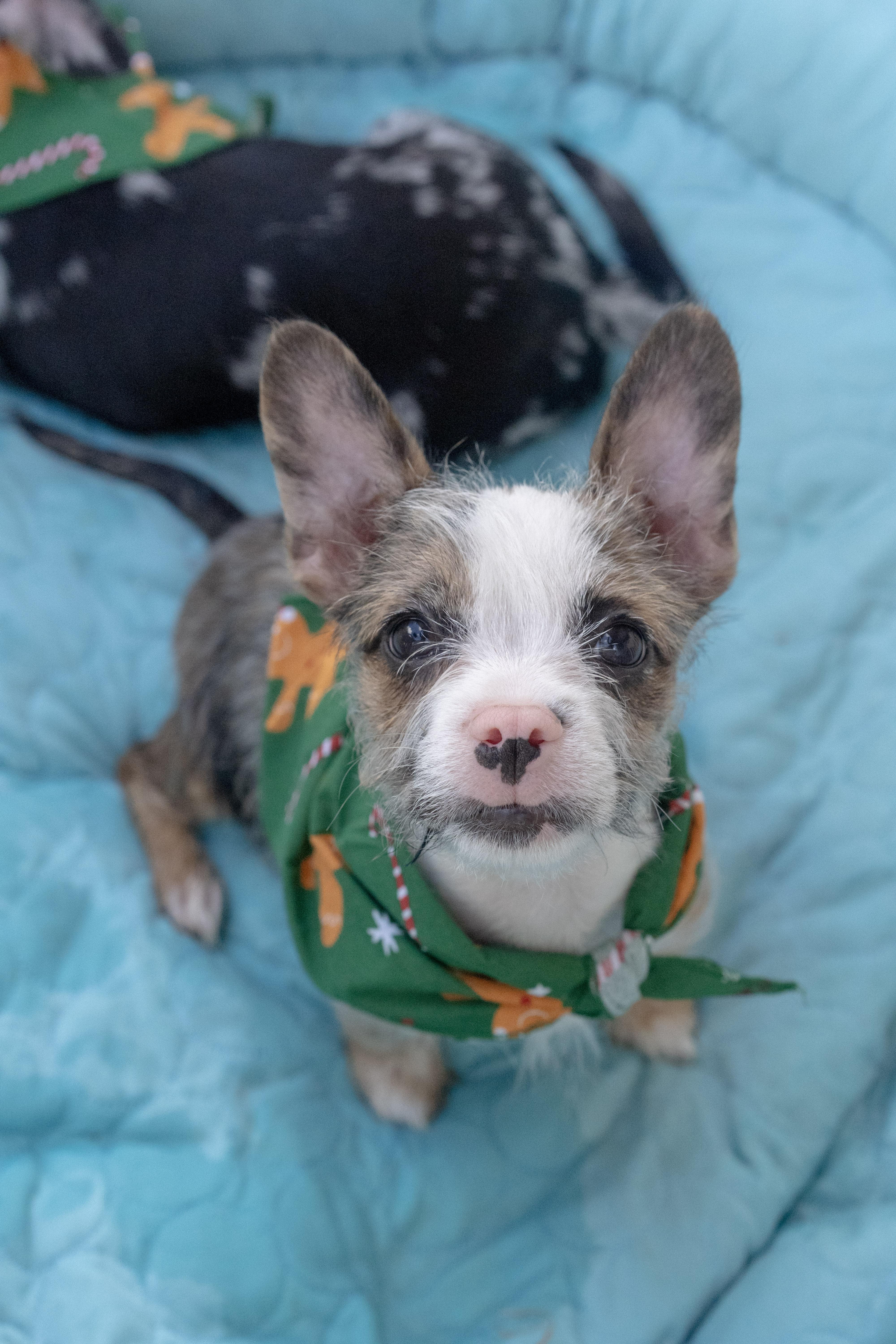 Latte, a Adoptable mixed breed image 1/3