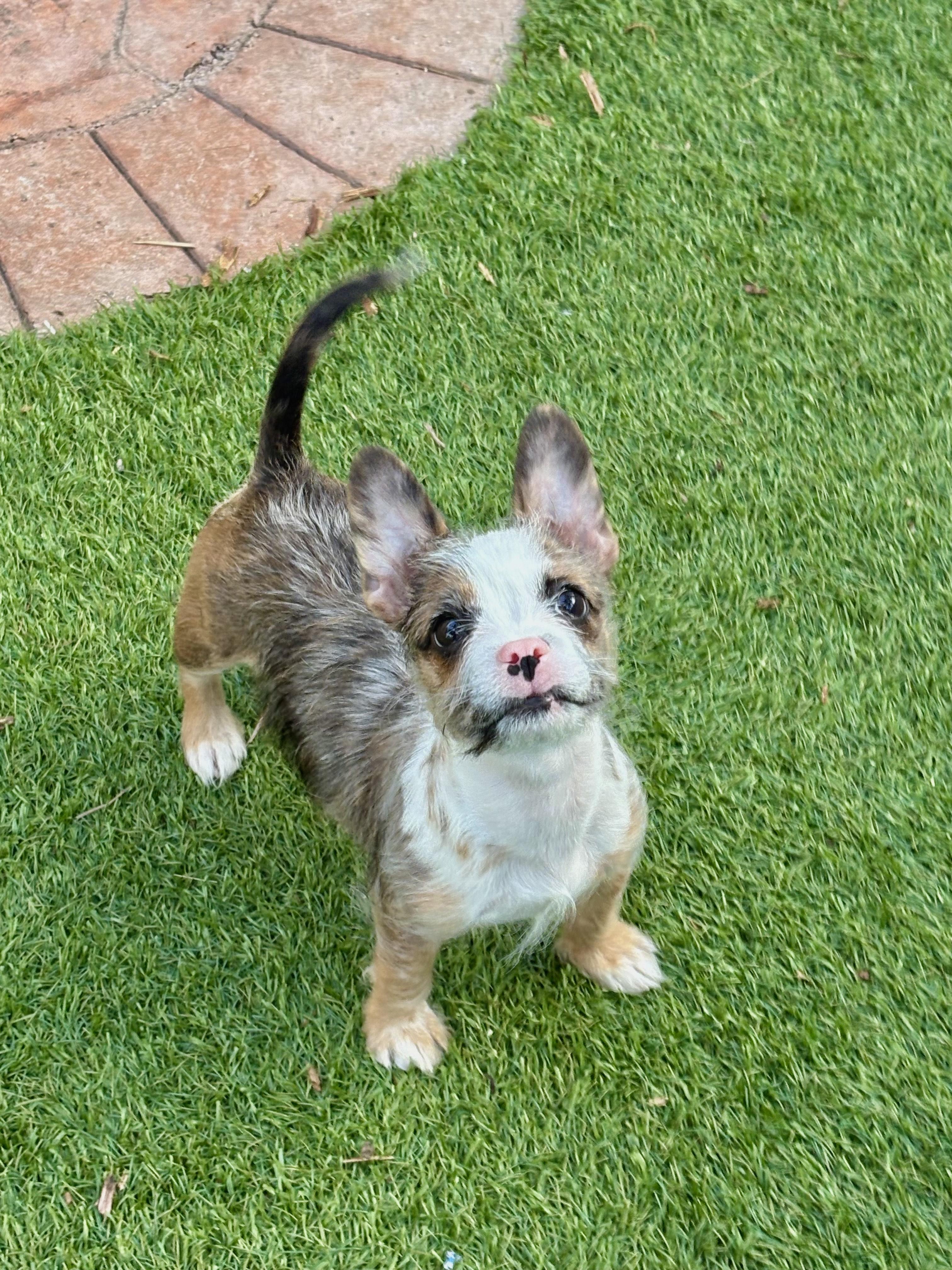 Latte, a Adoptable mixed breed image 3/3