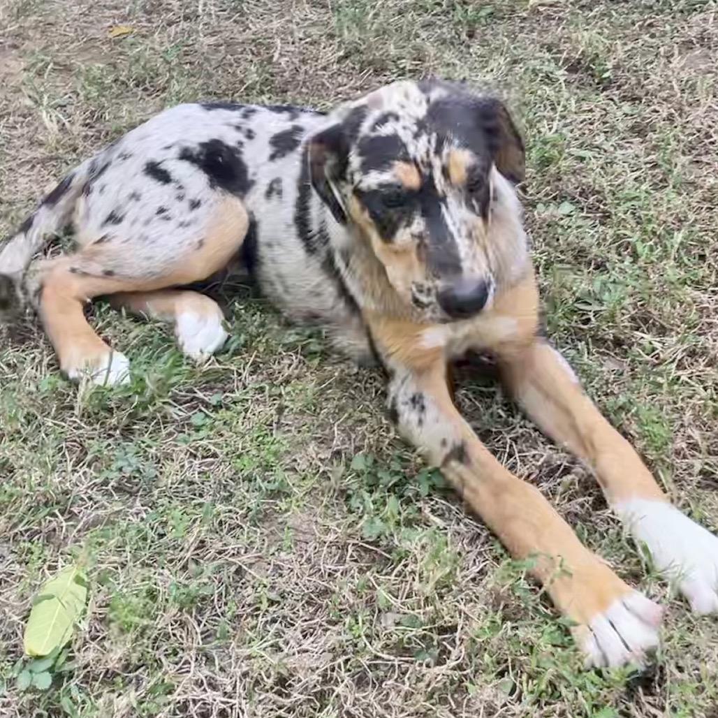 TANNER, a Adoptable mixed breed in Cordova, TN image 1/4