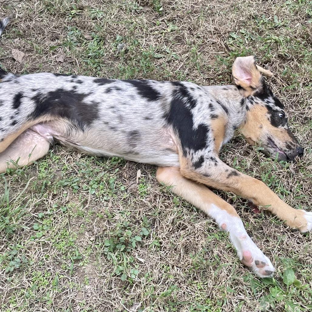 TANNER, a Adoptable mixed breed in Cordova, TN image 2/4