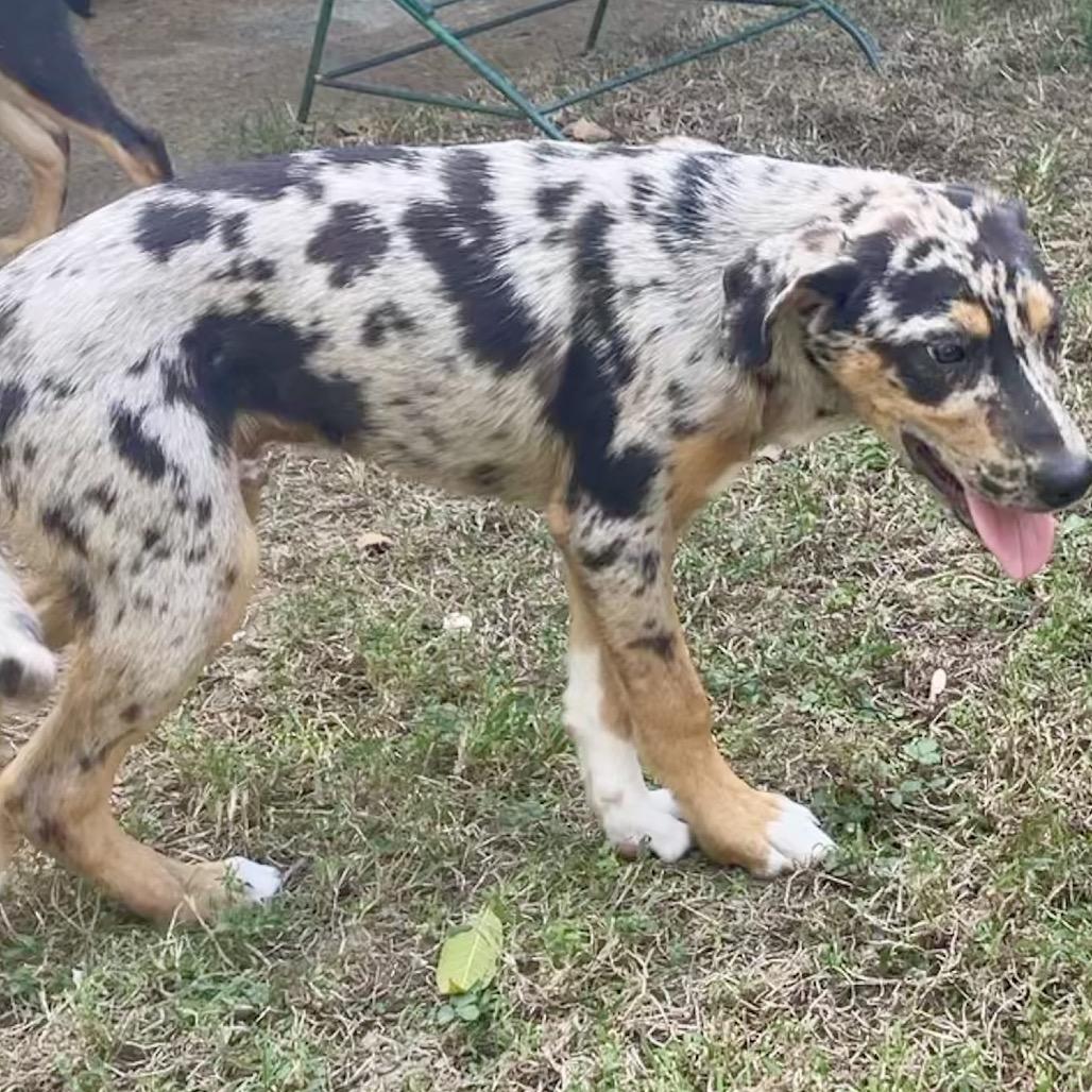 TANNER, a Adoptable mixed breed in Cordova, TN image 3/4