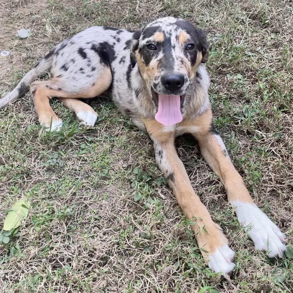 TANNER, a Adoptable mixed breed in Cordova, TN image 4/4
