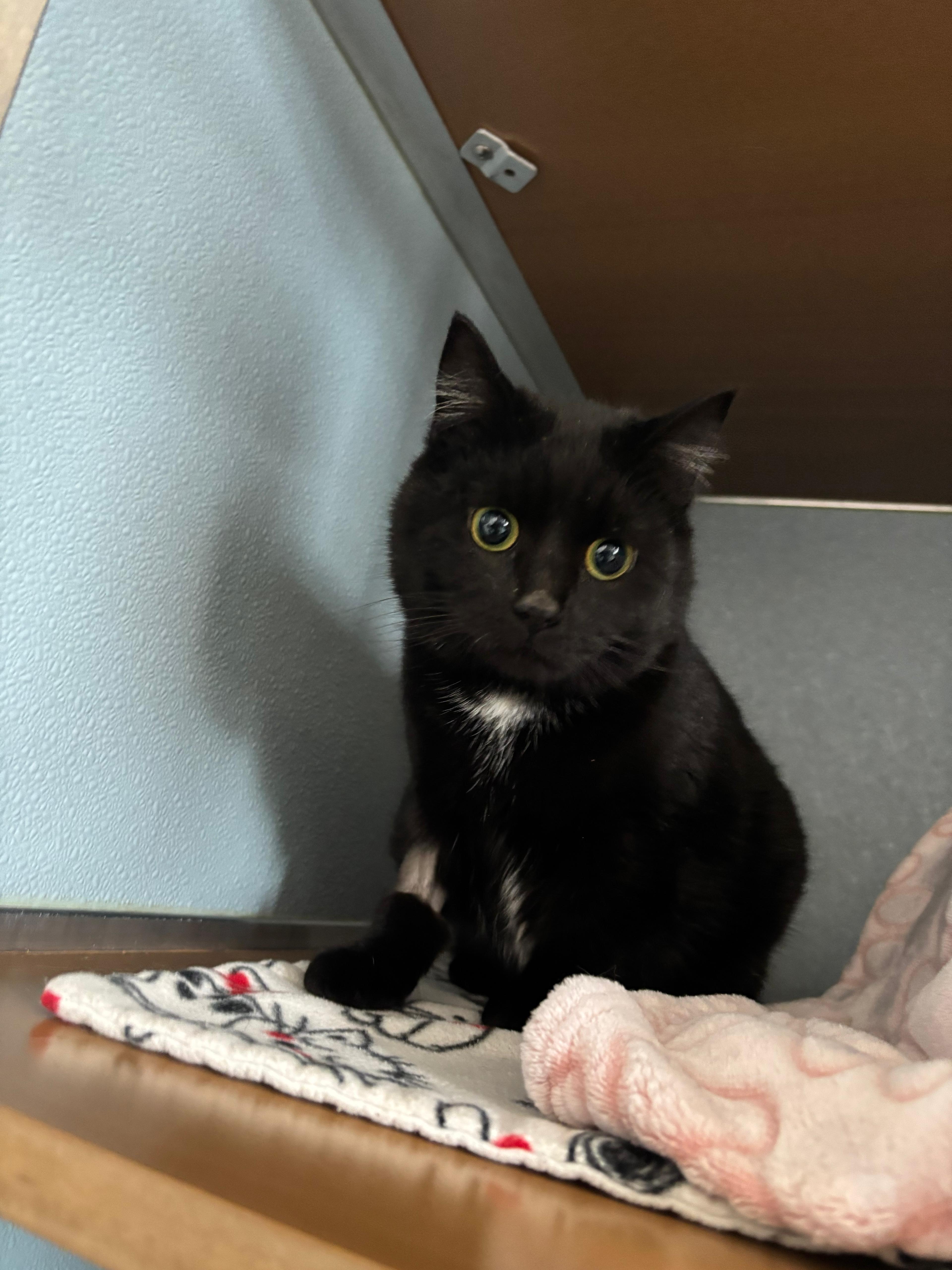 Enlarge Harlow, a ADOPTABLE Domestic Short Hair in Renfrew, PA image 1/3