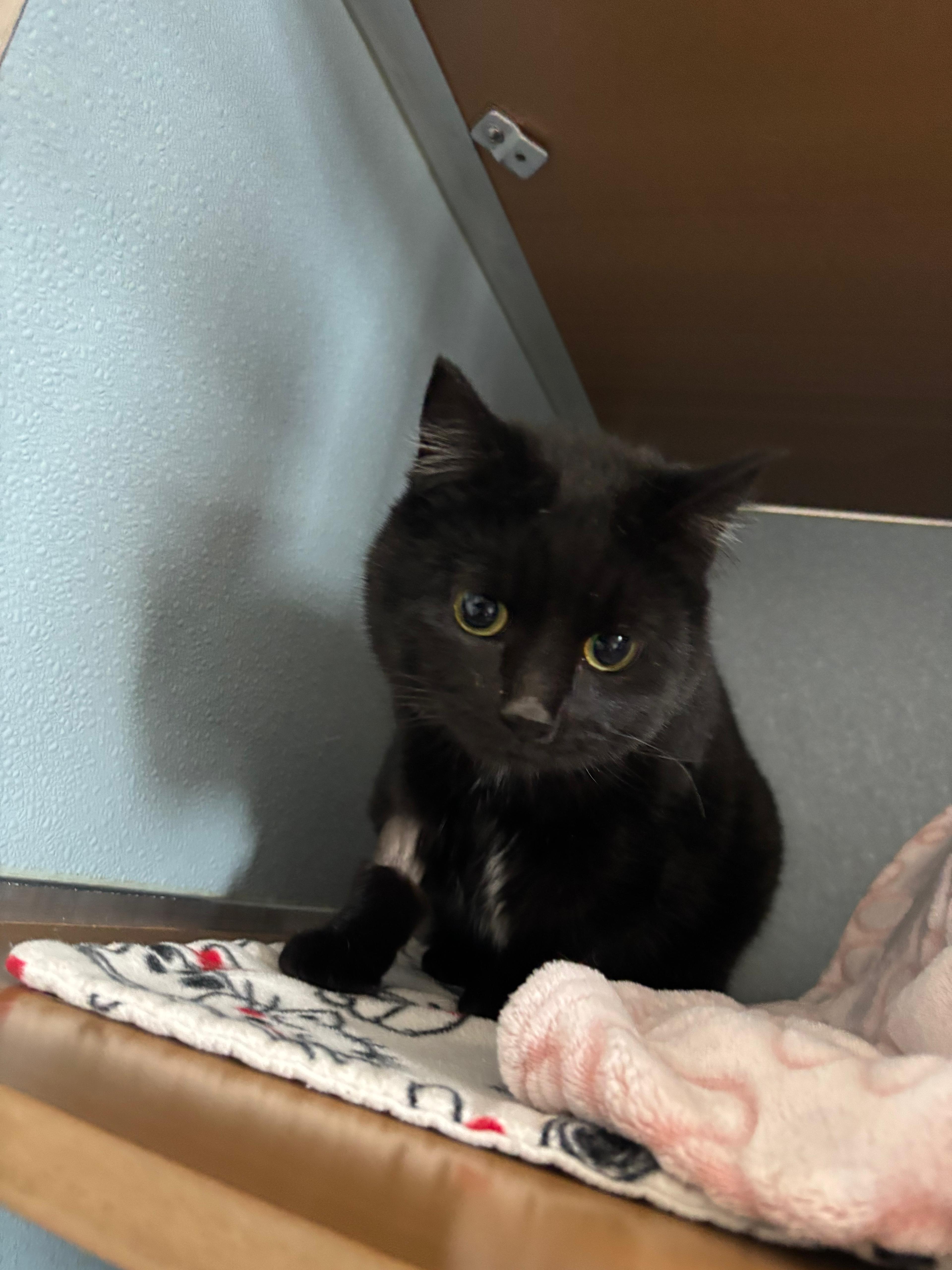 Enlarge Harlow, a ADOPTABLE Domestic Short Hair in Renfrew, PA image 2/3