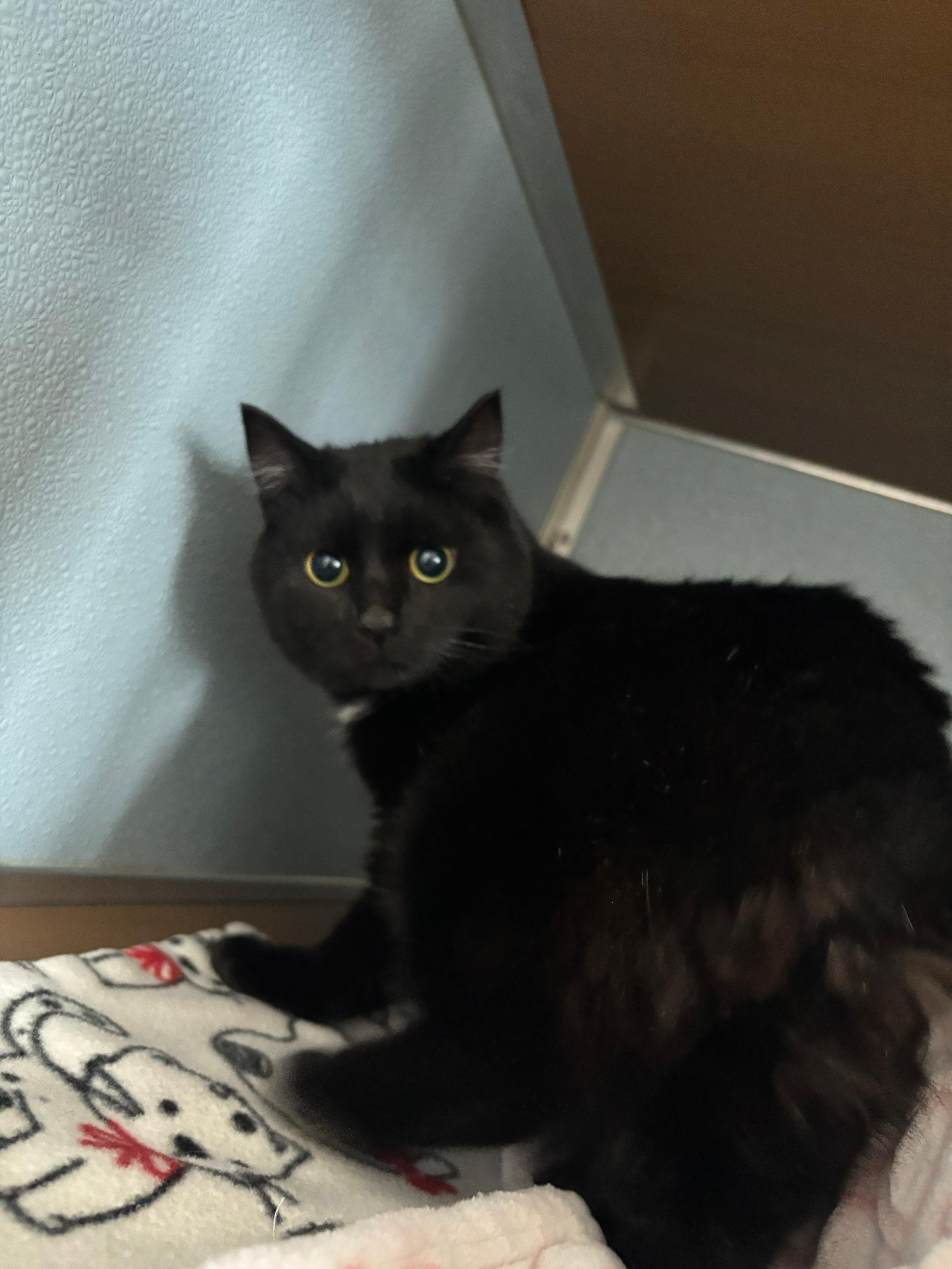 Enlarge Harlow, a ADOPTABLE Domestic Short Hair in Renfrew, PA image 3/3