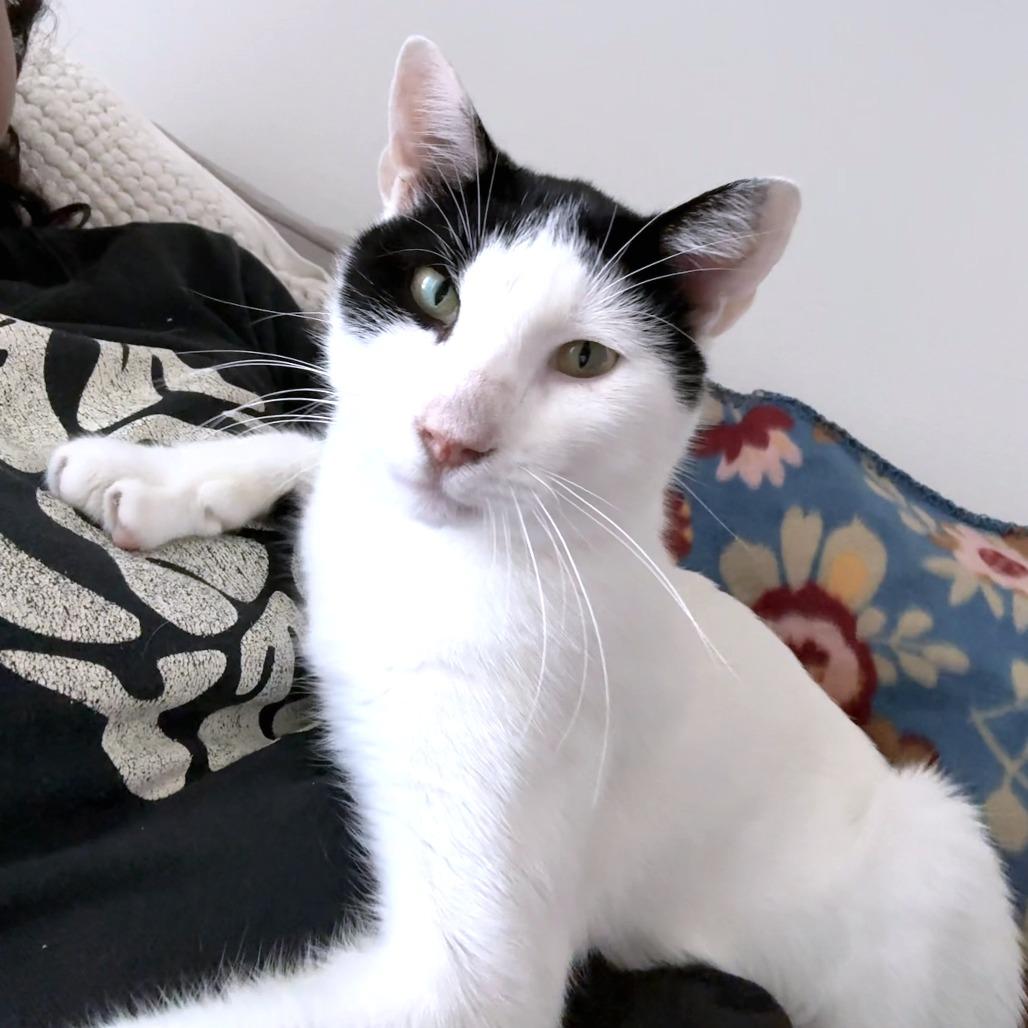 Enlarge Skronkly, a Adoptable Domestic Short Hair in Austin, TX image 1/6