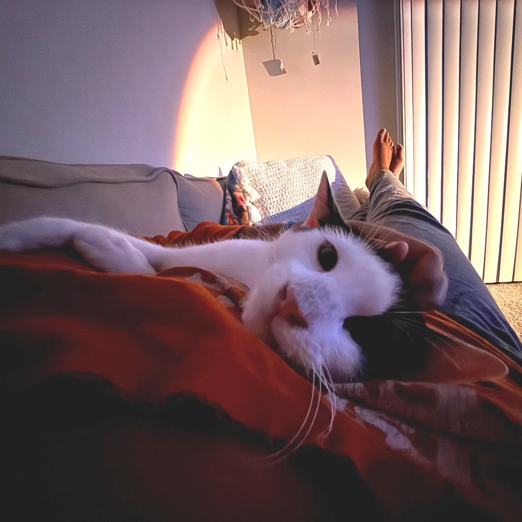 Enlarge Skronkly, a Adoptable Domestic Short Hair in Austin, TX image 2/6